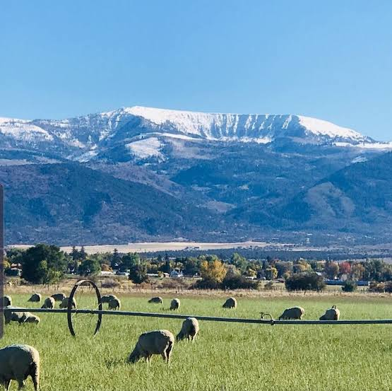 Horseshoe Mountain from the Spring City farm, the real view, sheep in the near field.